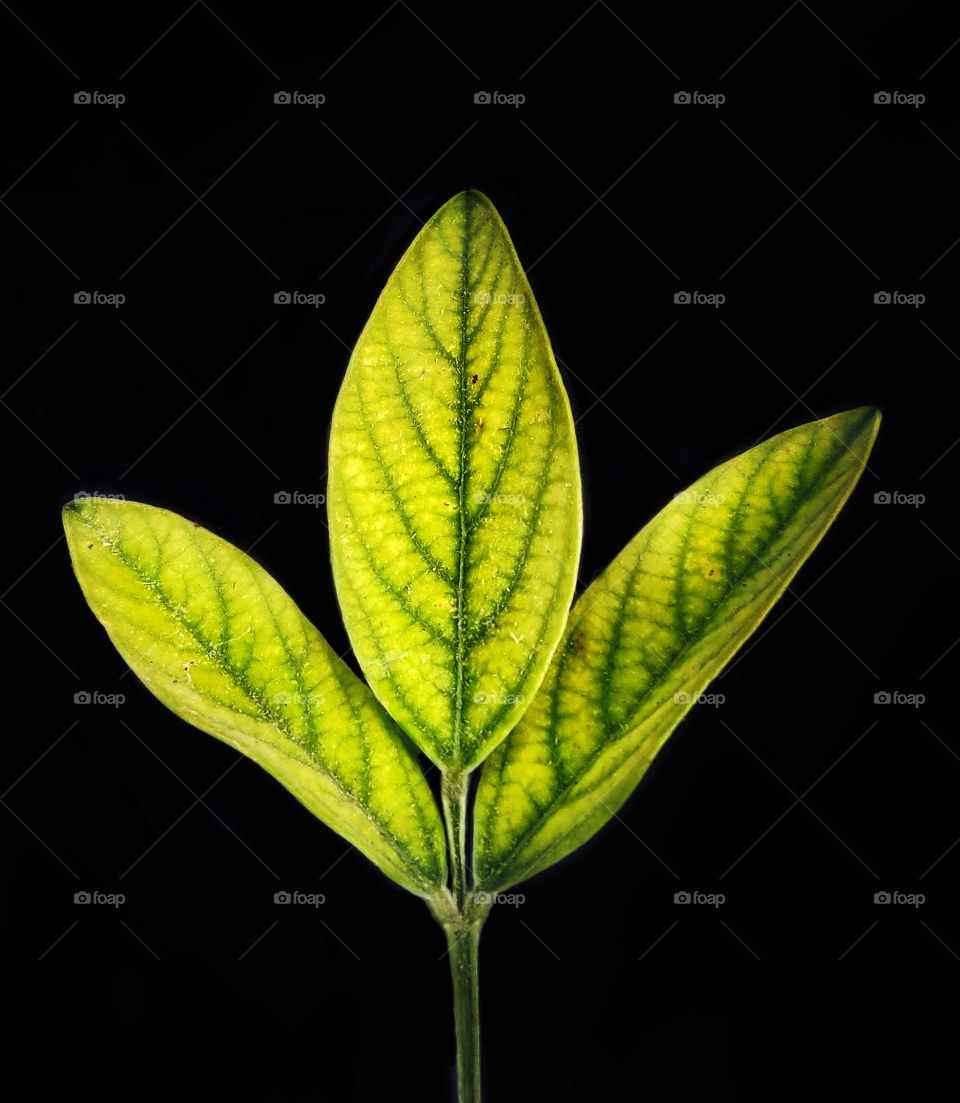 leaf potrait with black background