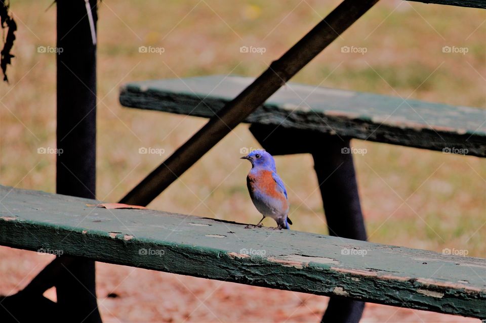 red and blue bird sitting on a park bench