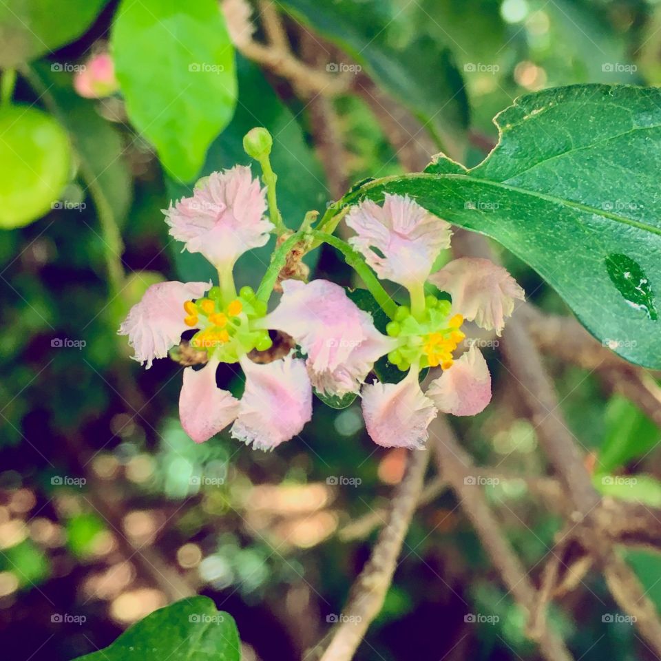Que raríssima oportunidade de “sacar uma #fotografia”!
A #flor do pé de #acerola”. Muito parecida com a flor do #limoeiro.
📸 
#natureza #paisagem #pomar