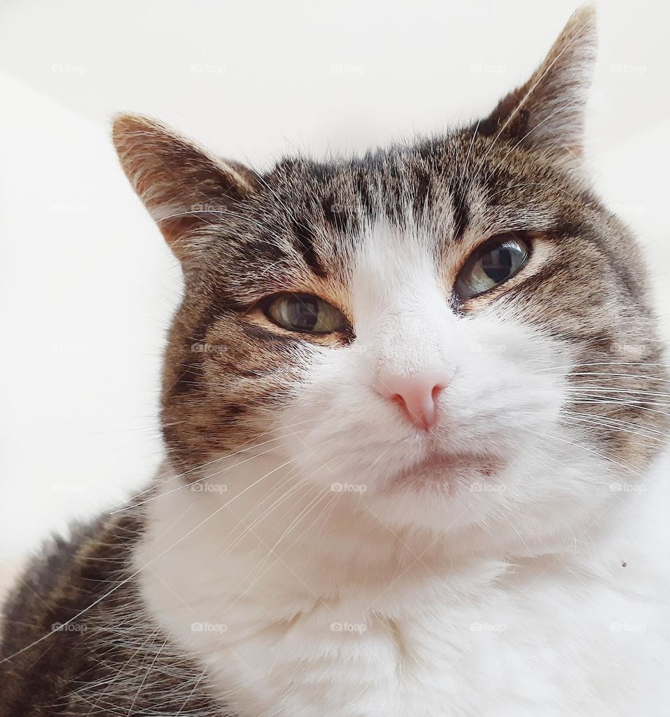 I took a picture of my tabby cat while I was laying on the floor stretching and she was right above me. She was not impressed.