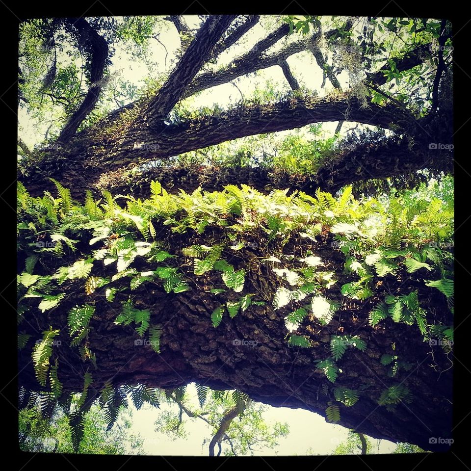Ferns on Oak Branch