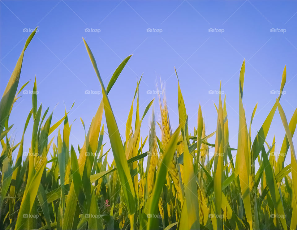 Agricultural landscape with green fields and arable land in winter day,
