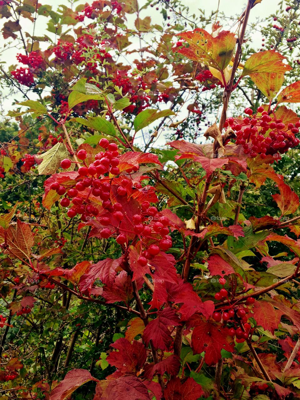 Red Autumn leaves and berries