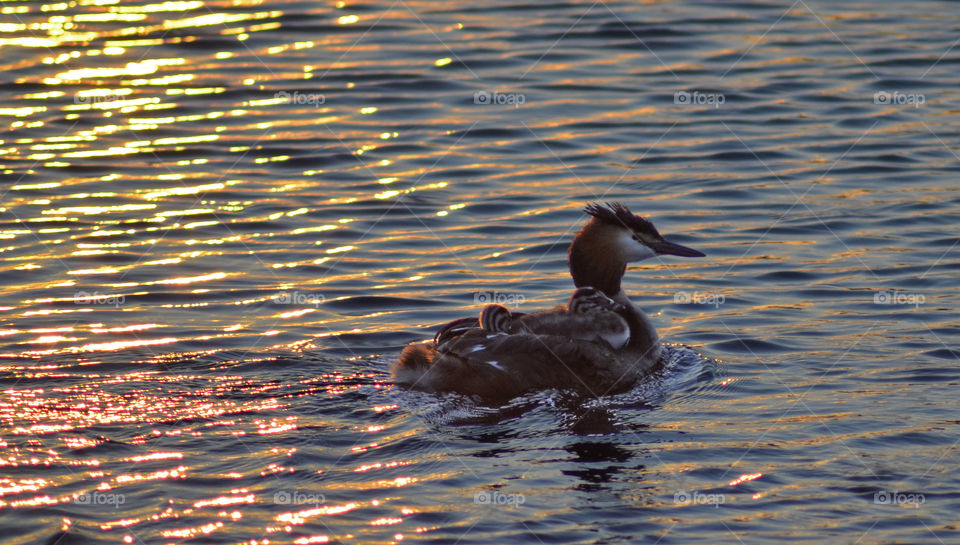 Motherhood. Ronneby Archipelago