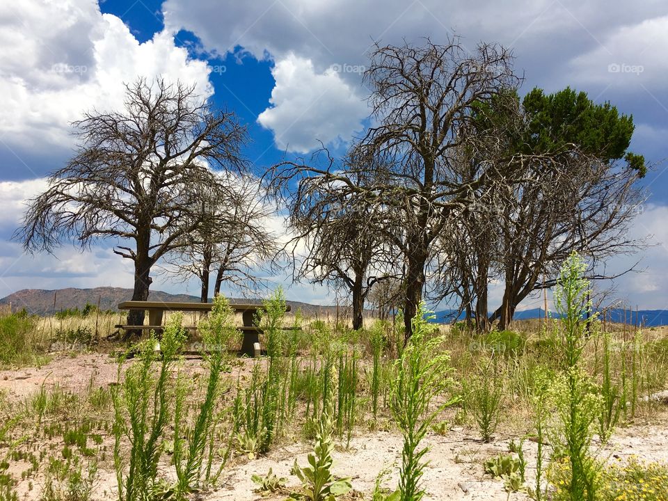 Dead tree picnic