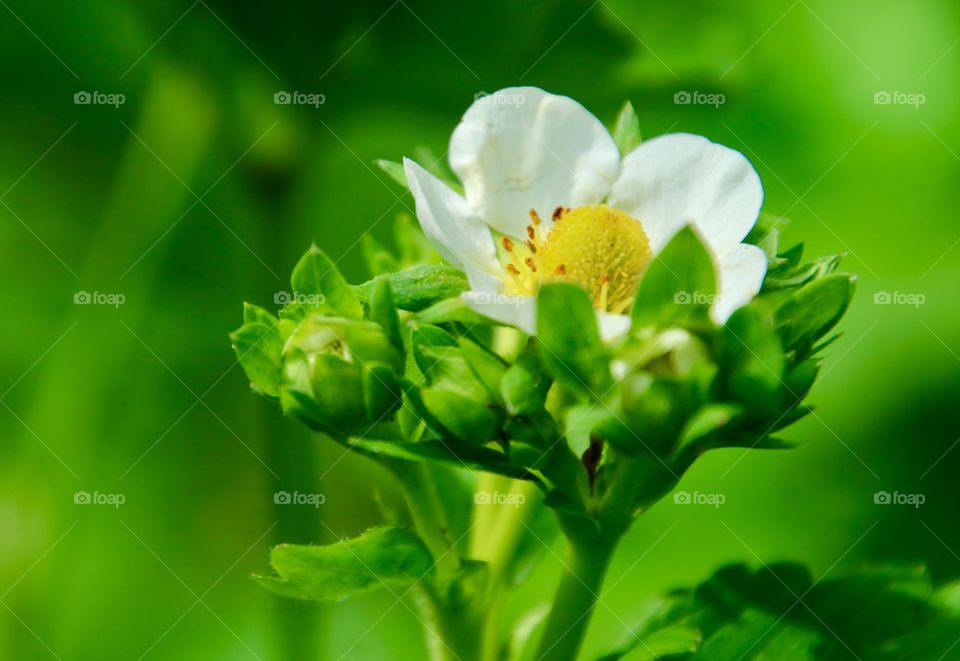 Strawberry flower