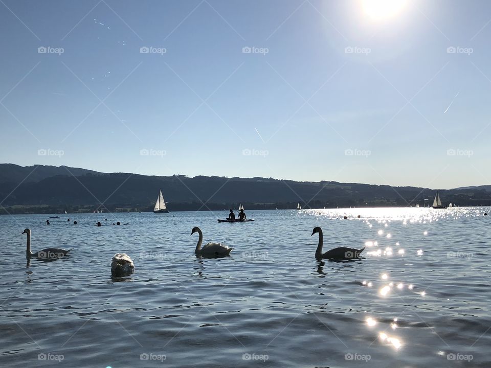 summer day in austria with beautiful white swans