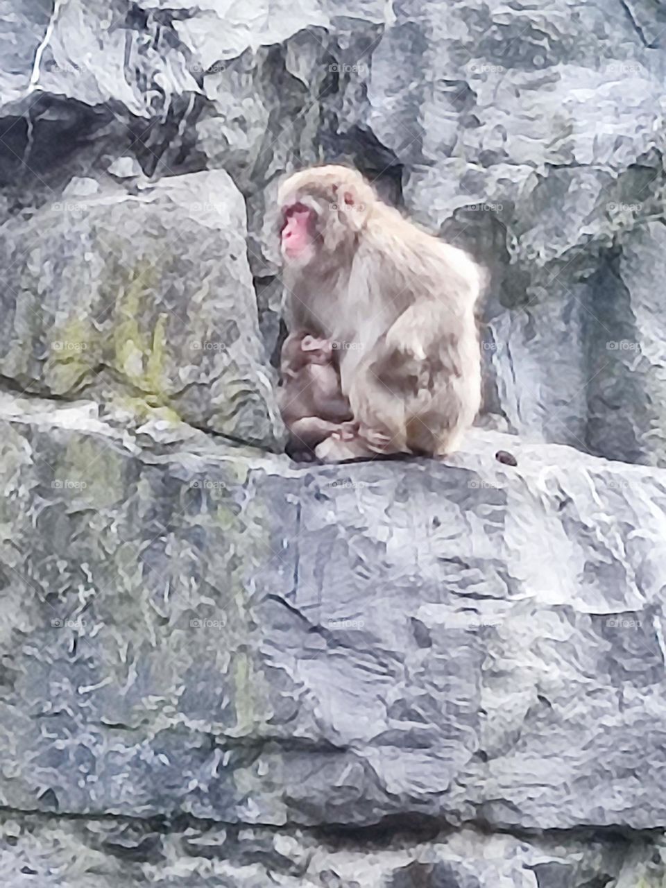 singe , chimpanzé, brun , poils , rocher