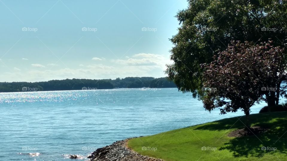 Tree, Landscape, No Person, Water, Nature