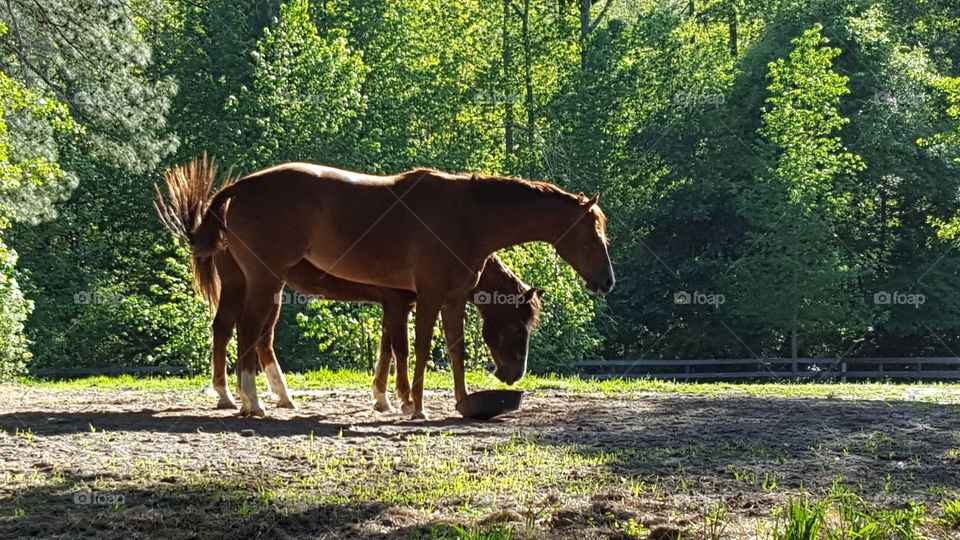 Horses- A pair of horses feeding on a sunny spring evening.