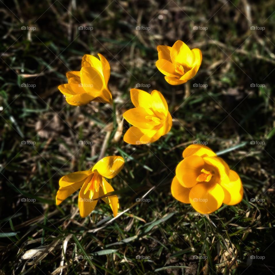 Żółte krokusy