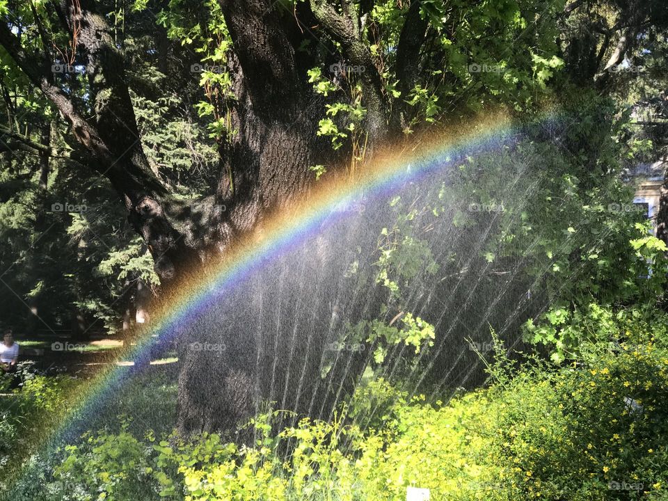 Rainbow. A rainbow produced by water sprayed from a garden hose