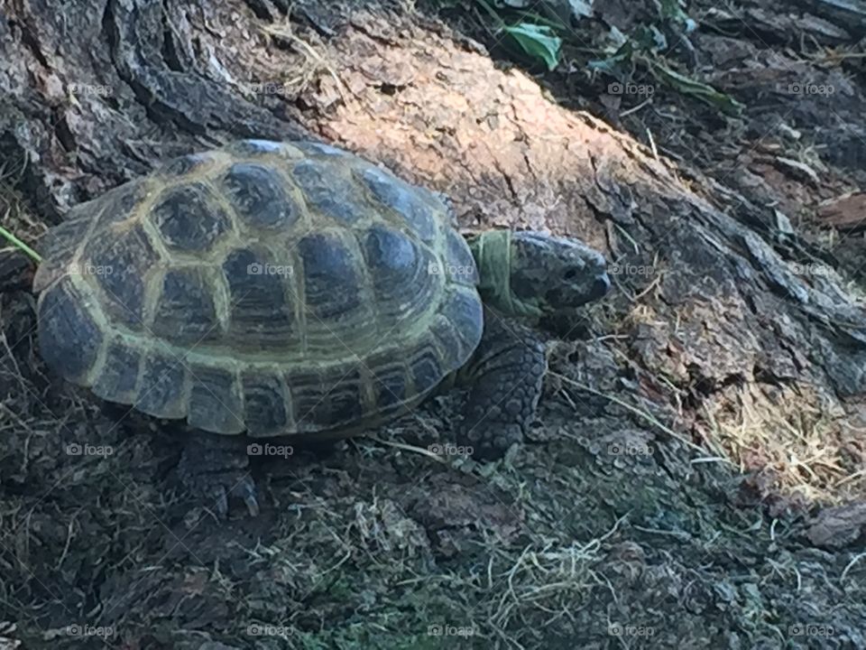 Tortoise 