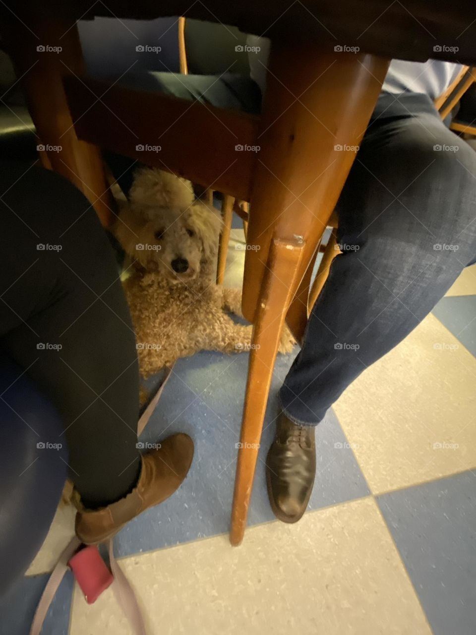 Our King Poodle lady Phoebe joined us for breakfast at the Dutch Cocoa Parlor. She lies under the table, between our legs and waits for something tasty to fall down 