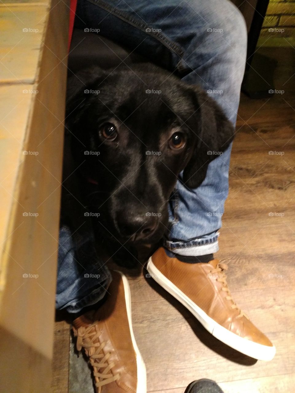 Black labrador puppy with cute brown eyes hiding in its owners legs showing affection for what it is shown