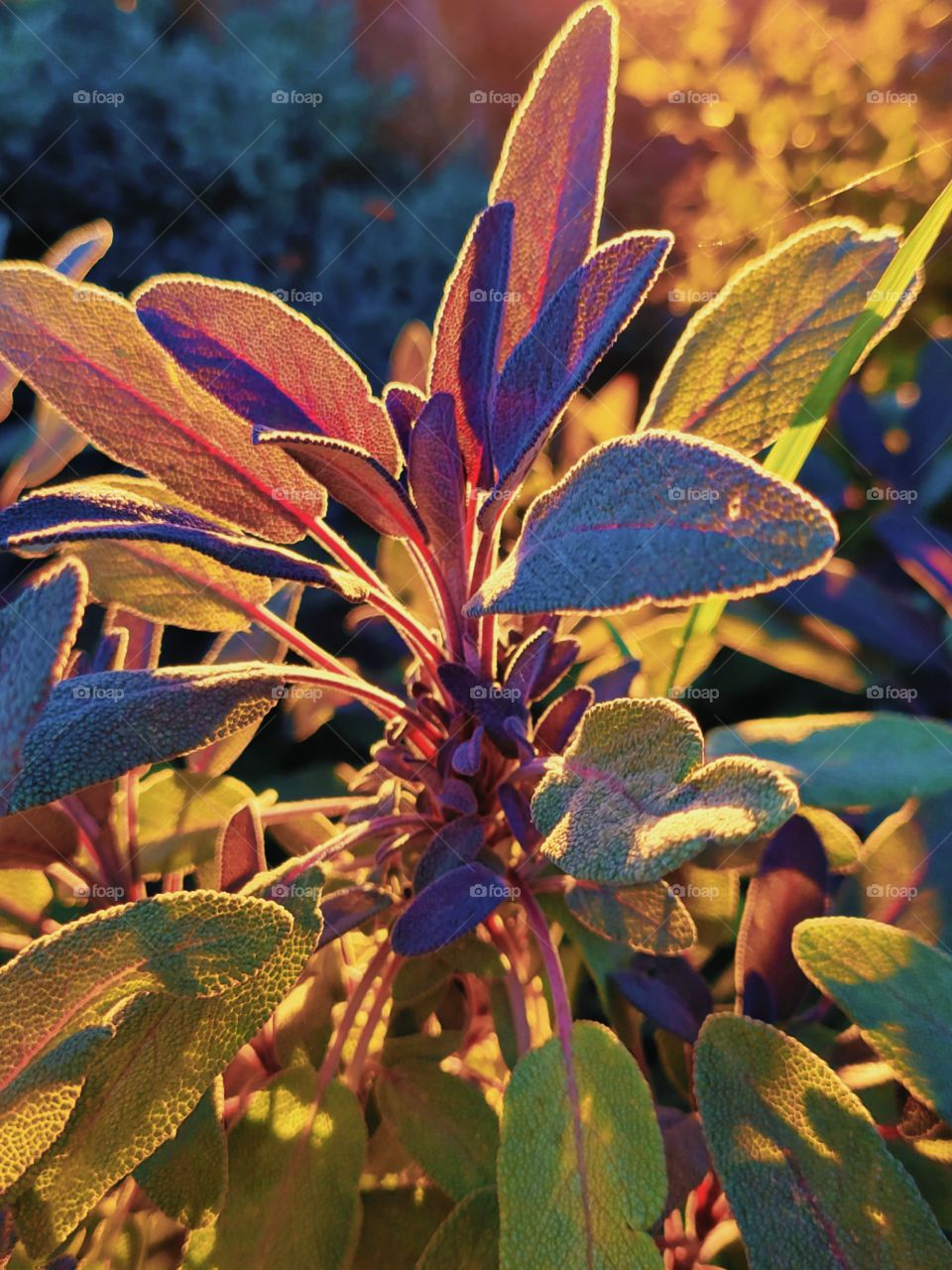 a portrait of a plant