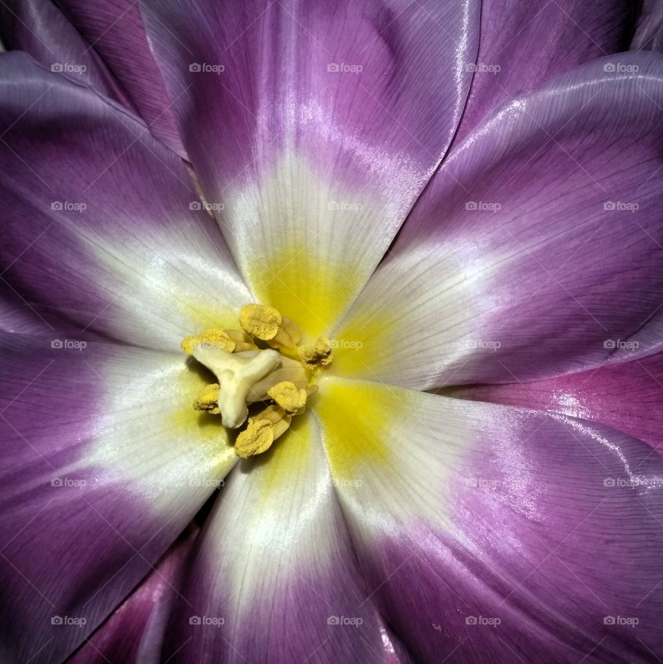 Yellow stamens!. Close up of a tulip