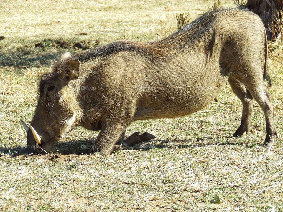 Wild boar