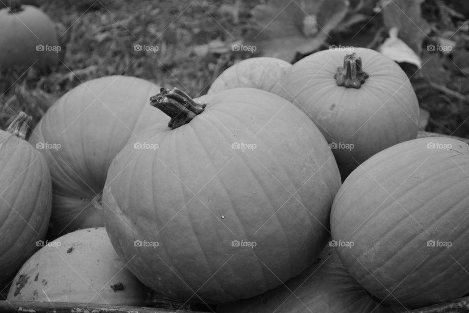 Pumpkin patch black and white 