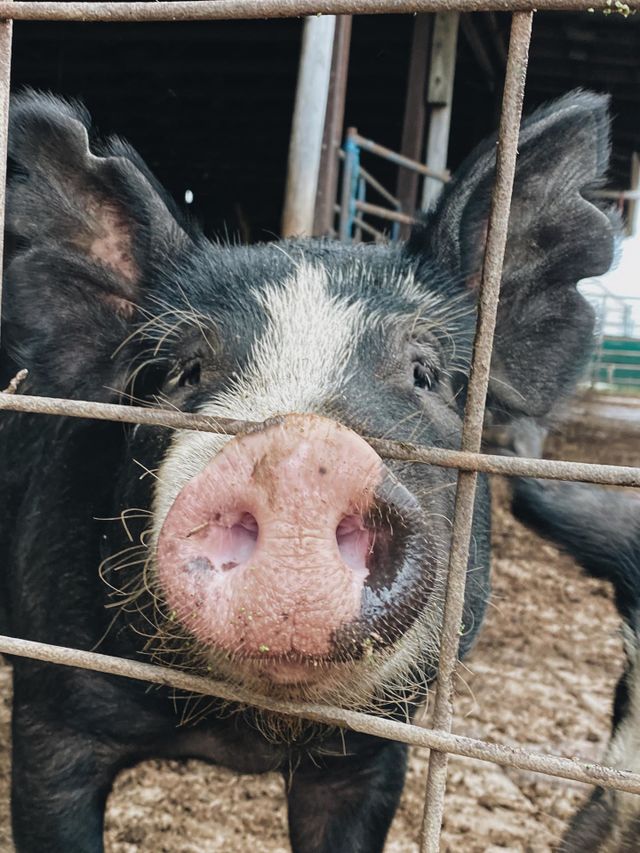 Cute pig