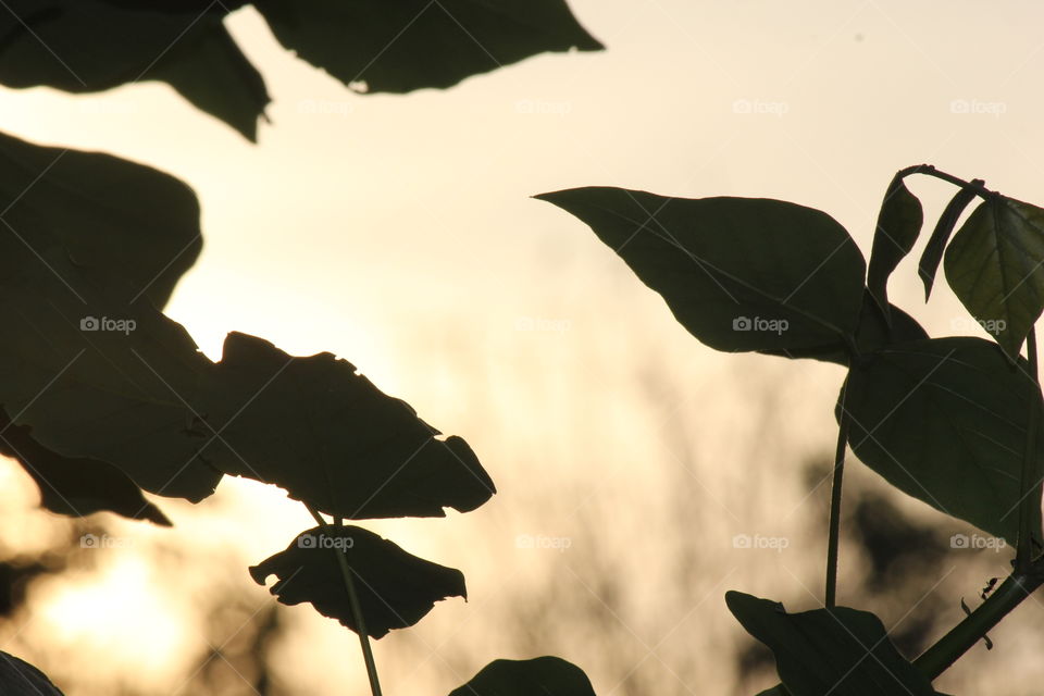 Silhouette Photography! Tree leaves and evening sunlight