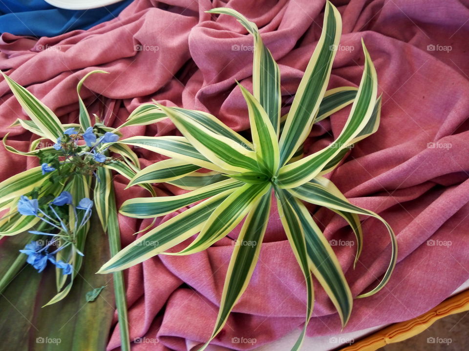 Flower, Nature, Flora, No Person, Leaf