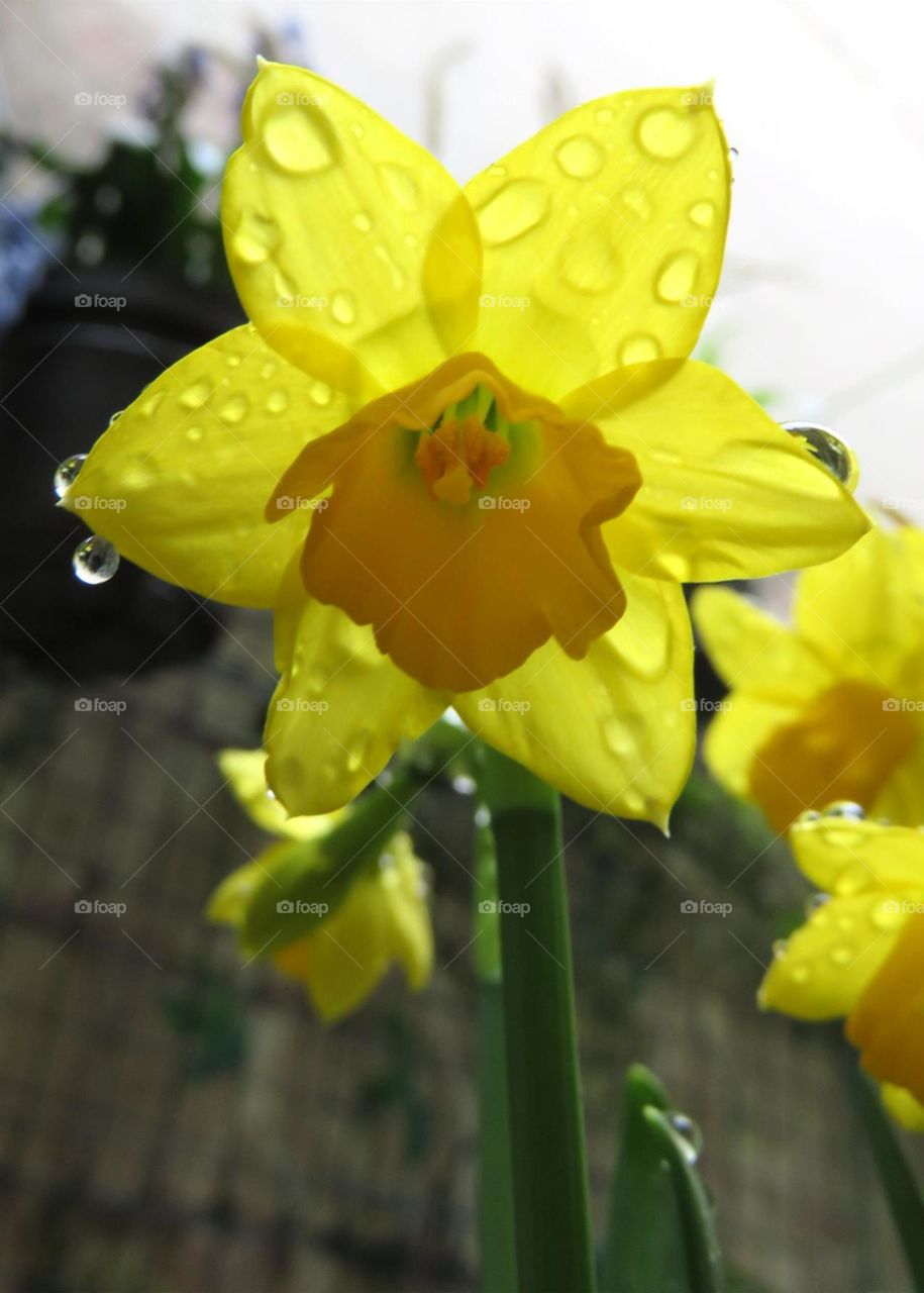 daffodil in the rain 