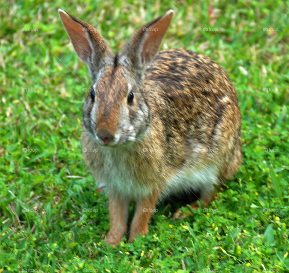 animal wild rabbit bunny by lightanddrawing