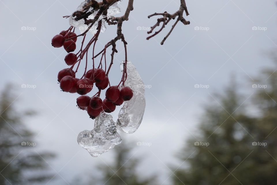 Tree#branch#ice