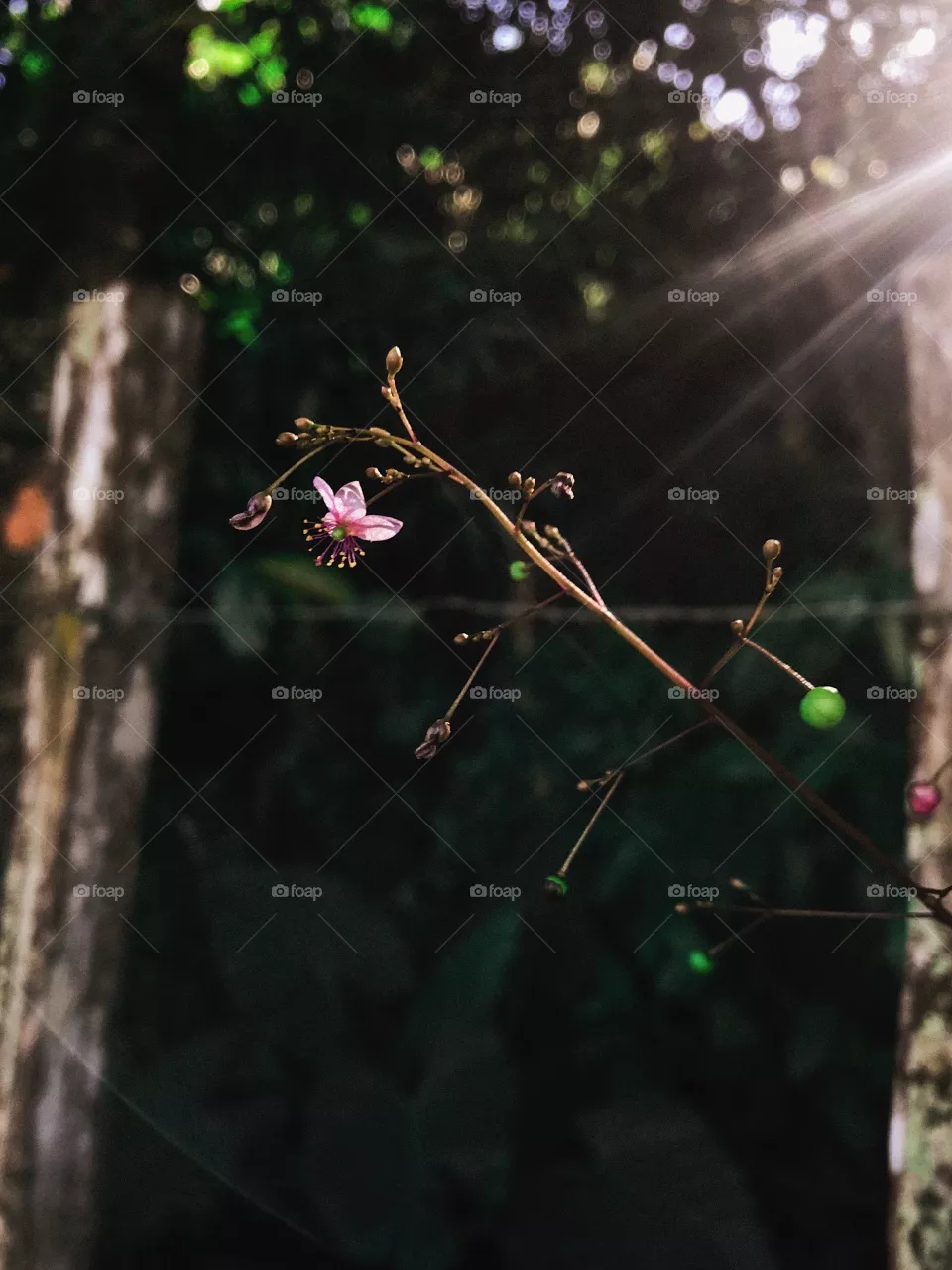 Delicate flower 