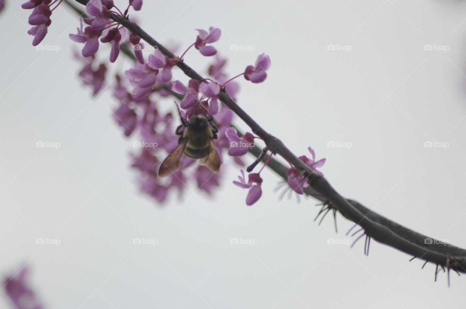 Flower, No Person, Nature, Branch, Insect