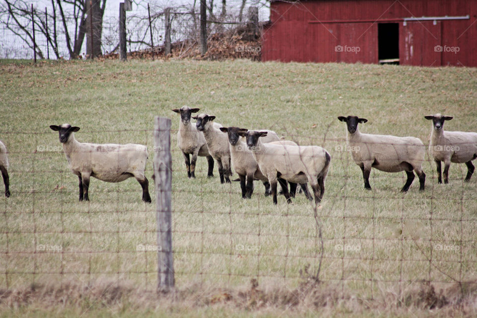 Sheep grazing in field