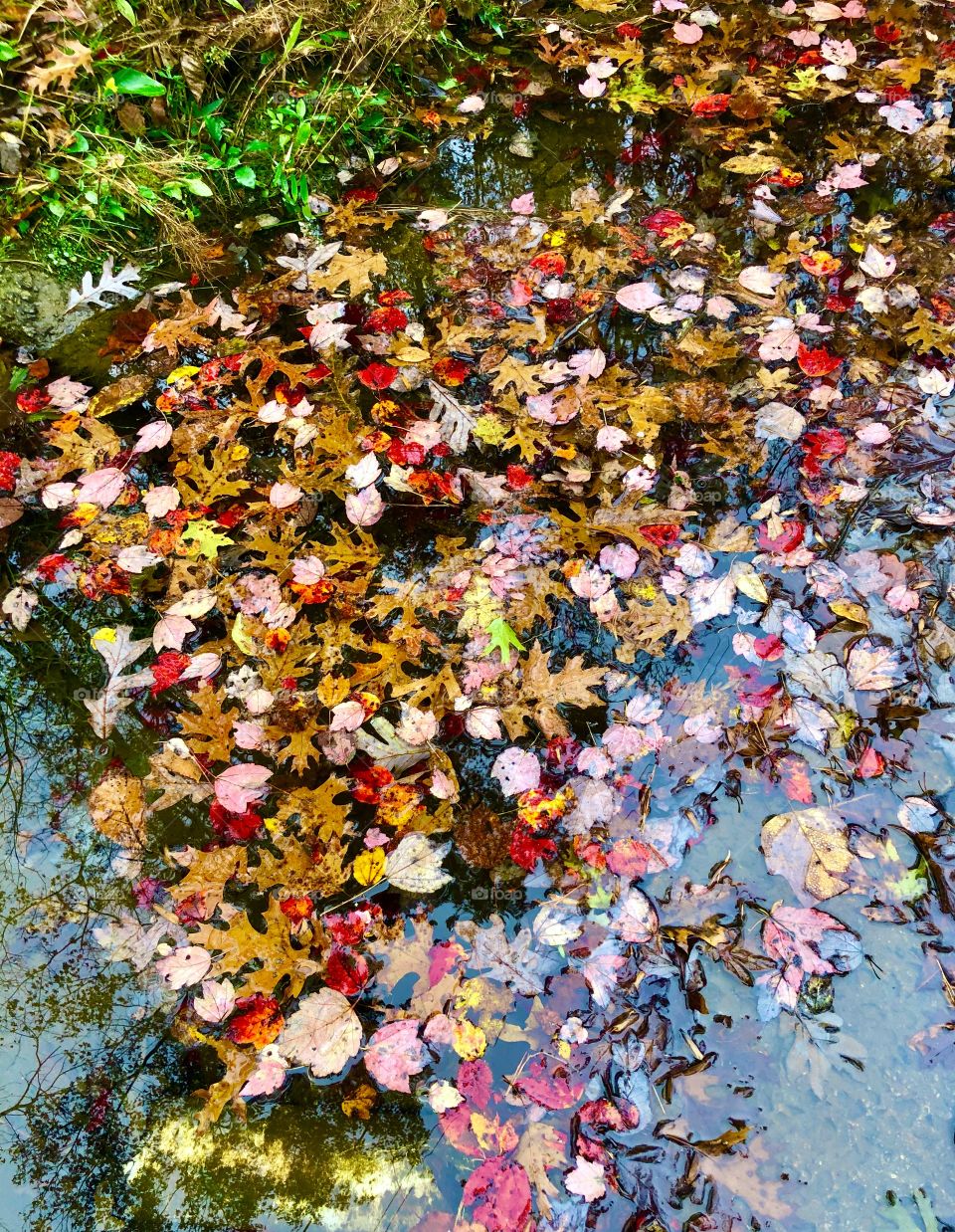 Autumn leaves floating on the surface 