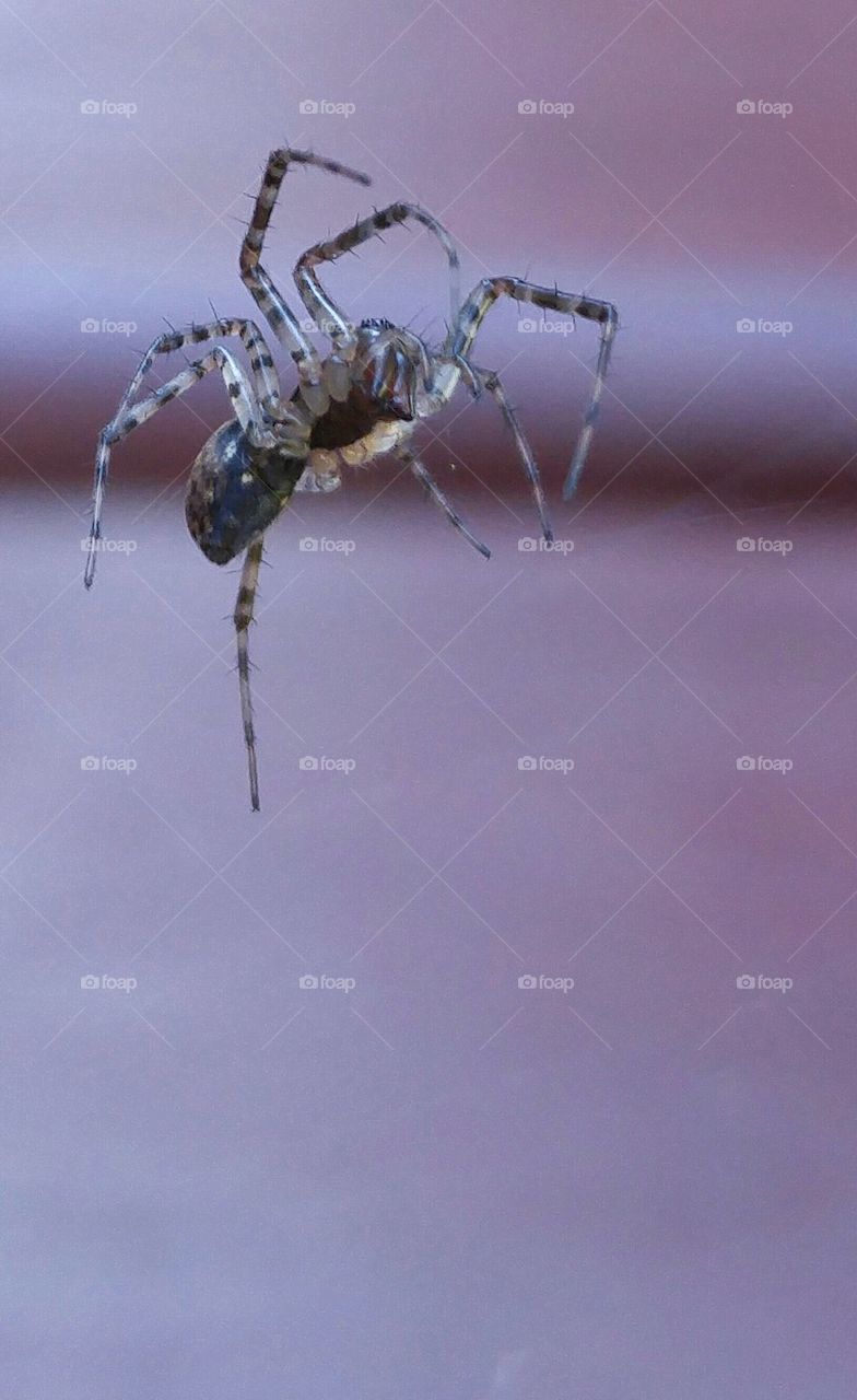 Spider hanging around