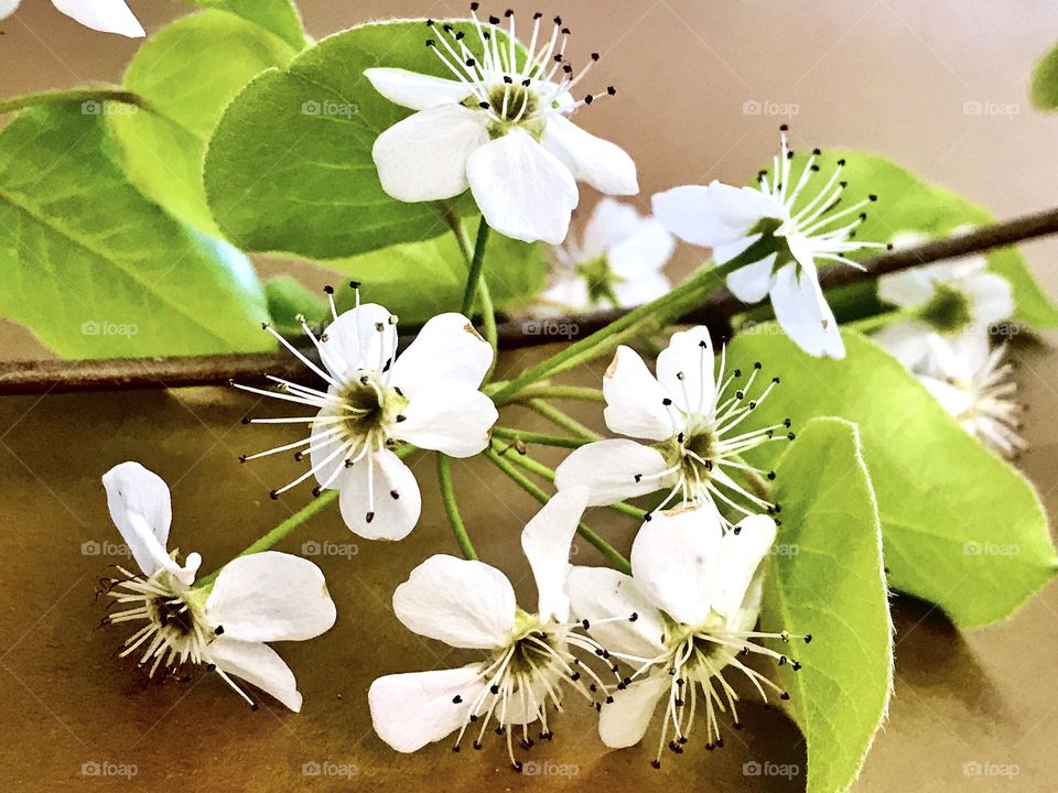 Flowering Pear Tree Blossoms 