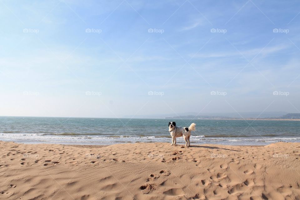 Dog on the beach!