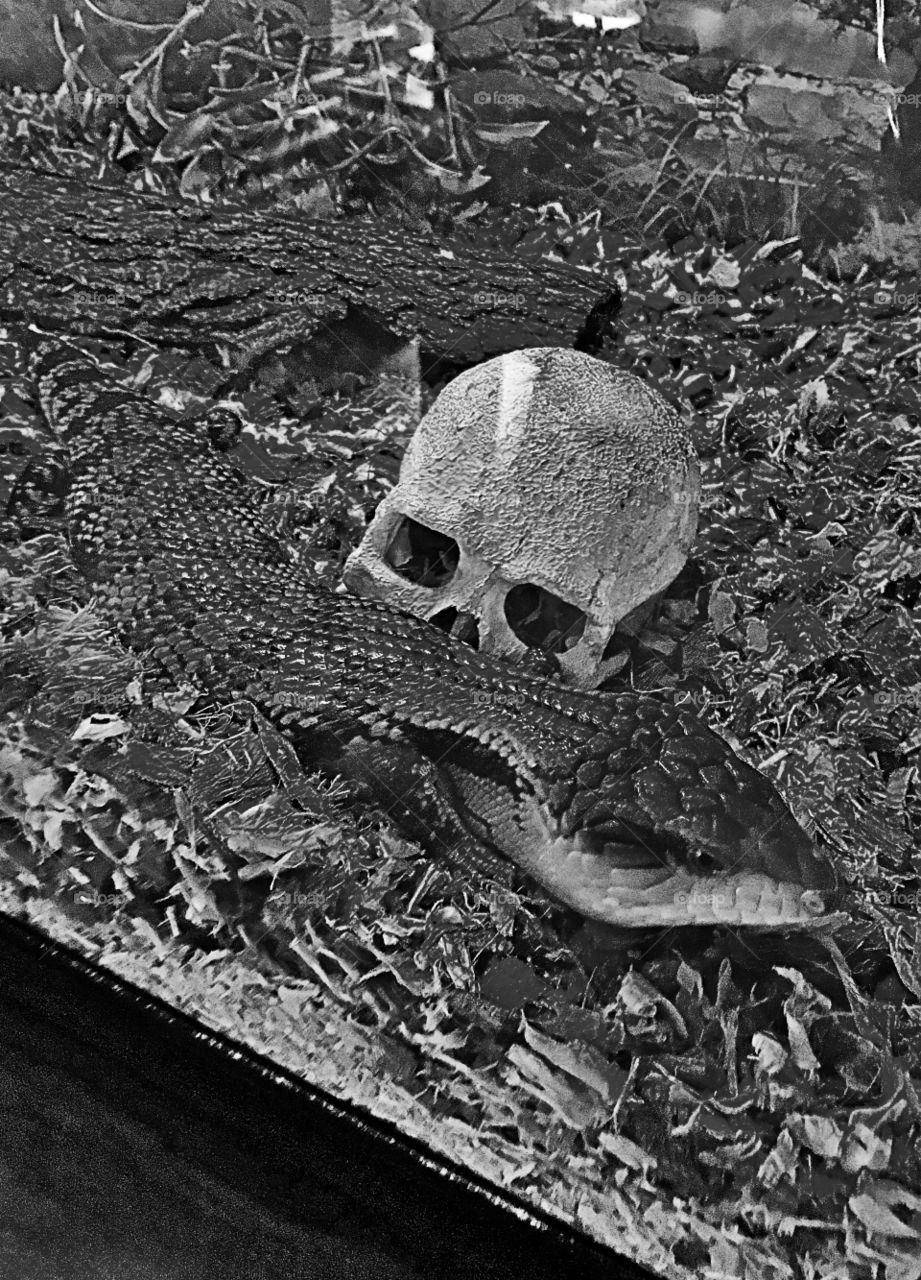 Skank lizard in B&W 