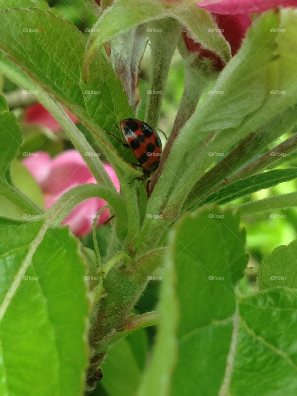 Lady bug