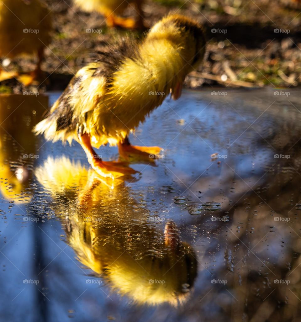 Mirror mirror .Who is the most pretty duck in the world .
little yellow duck enjoys the spring weather