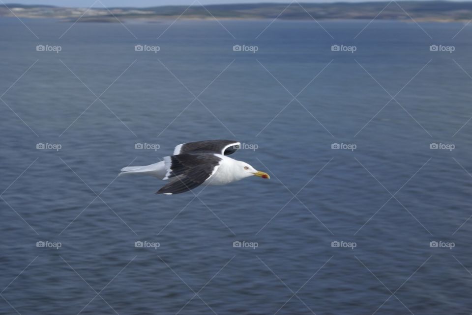 This seagull was captured on a boat on the Baltic Sea.