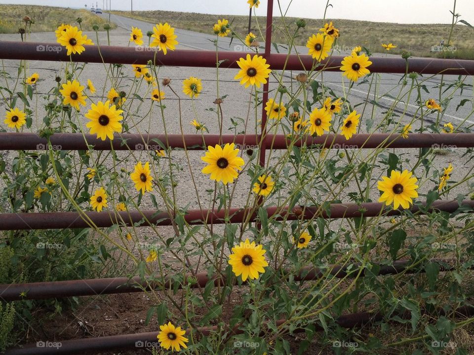 Sunflowers CO