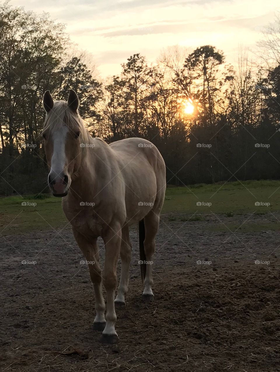 Wrangler in the sunset