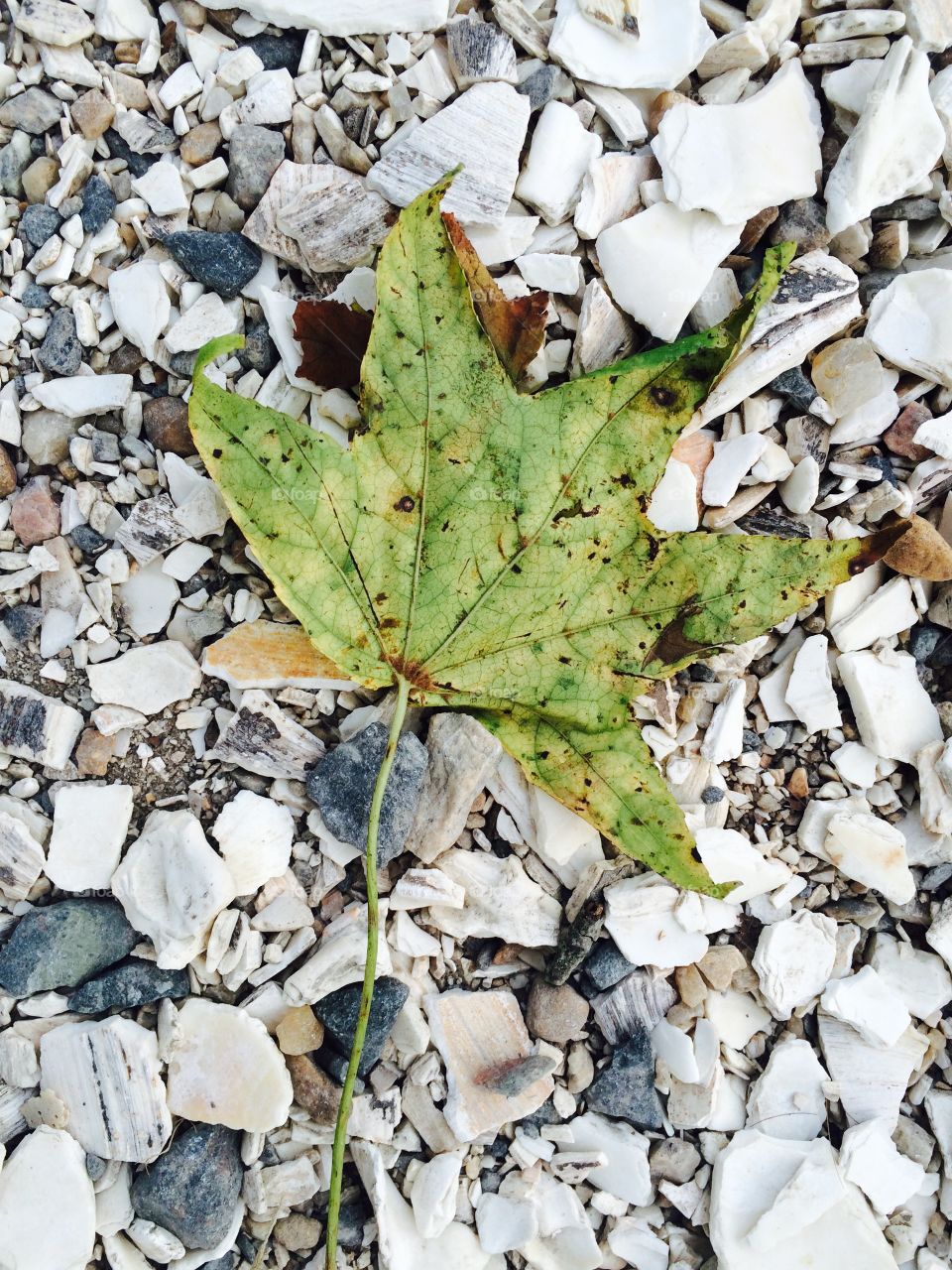 Fallen leaf on rocks 