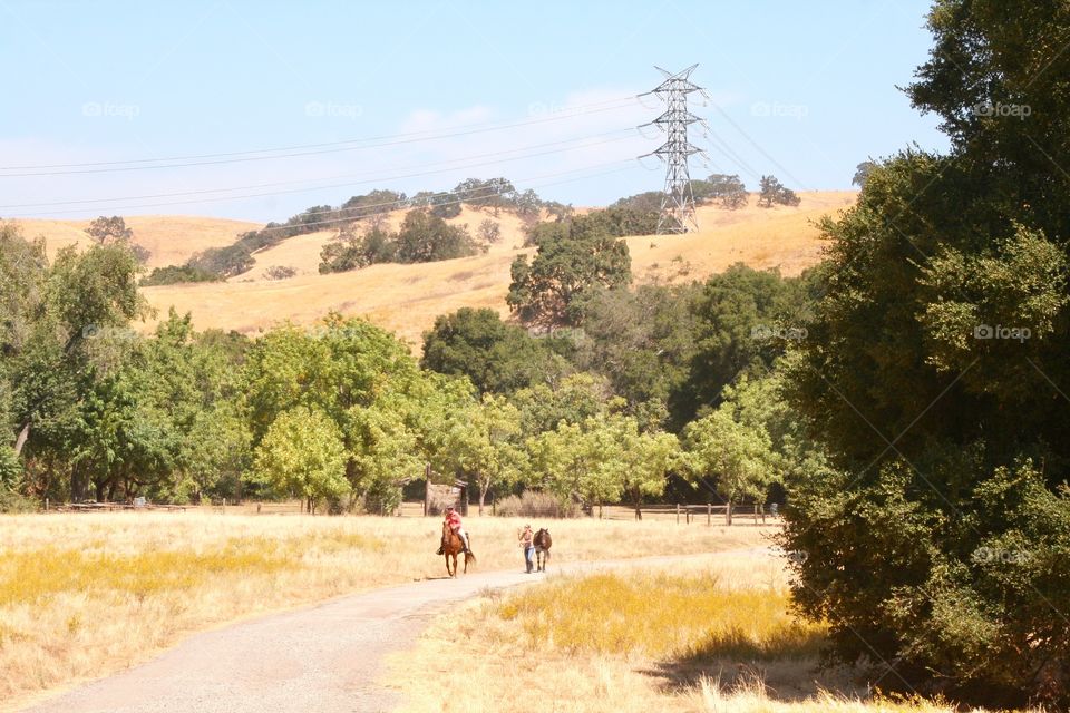 Horses in the park 