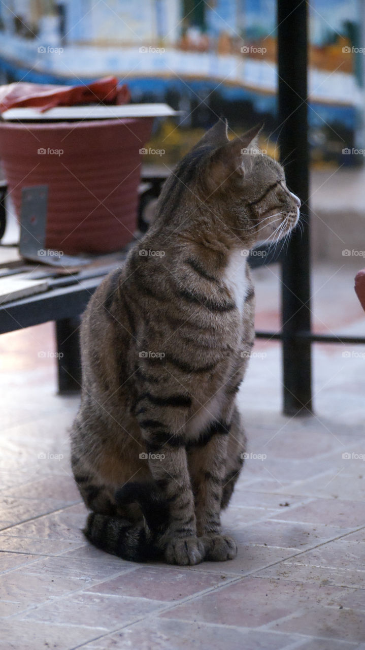 Missy Meow, sitting like a lady, cute as a button.