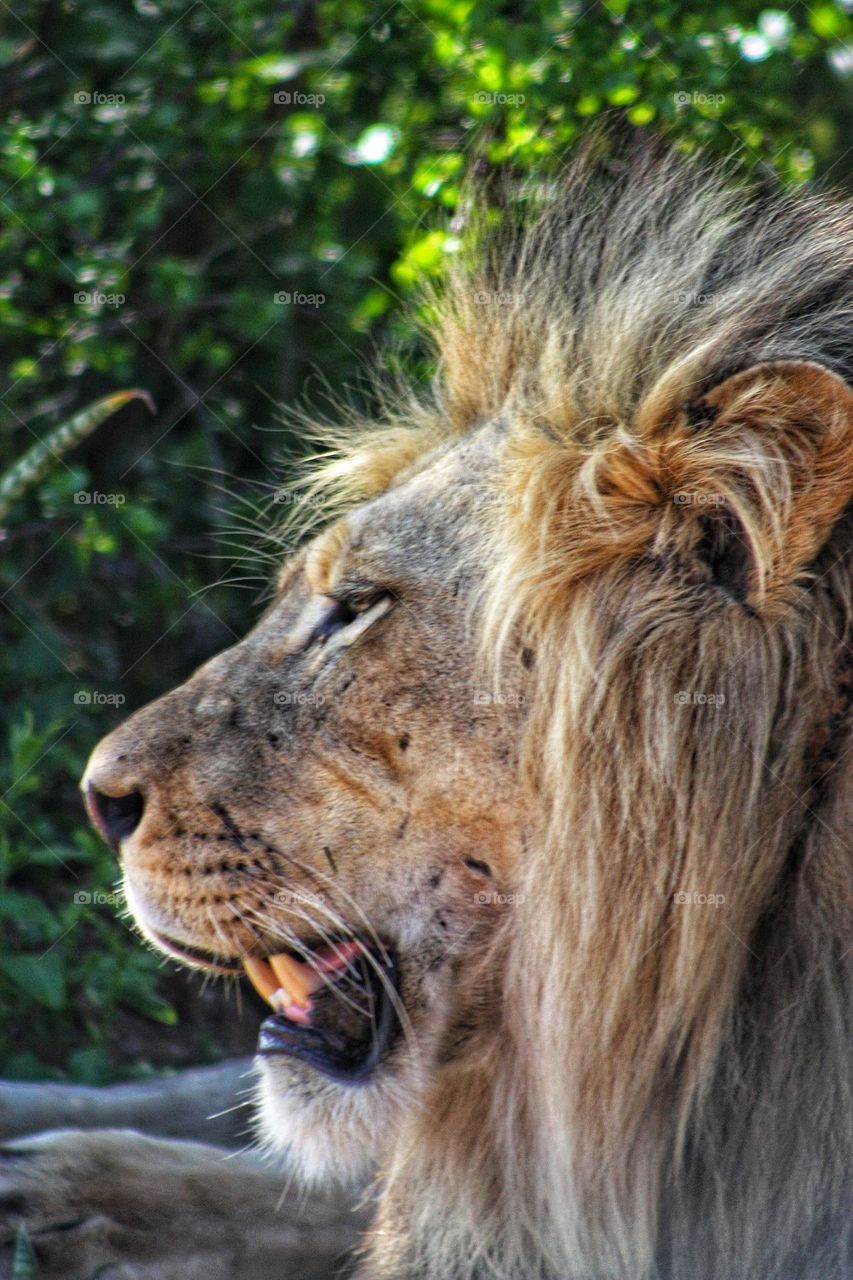 male lion