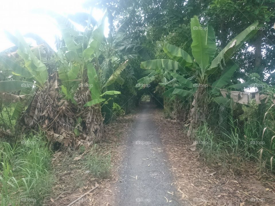 Tropical, Flora, Agriculture, Nature, Leaf