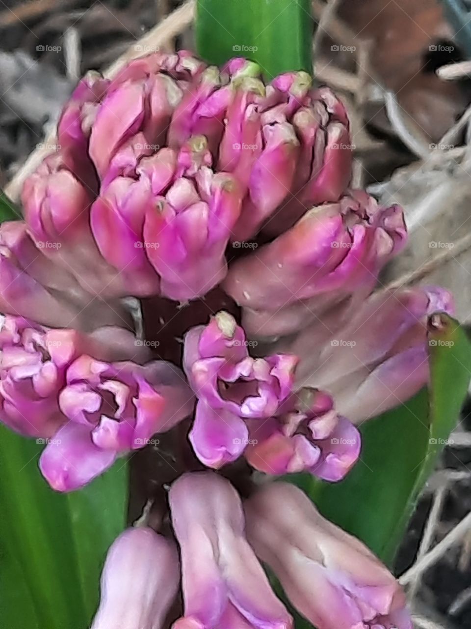 pink  hyacinth flower in early spring