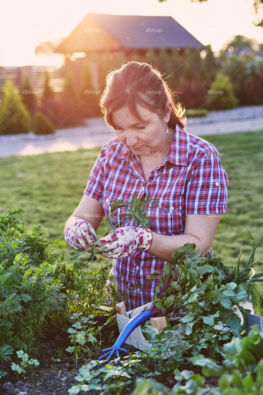 Woman working in a home garden in the backyard, picking the vegetables and put to wooden box. Candid people, real moments, authentic situations