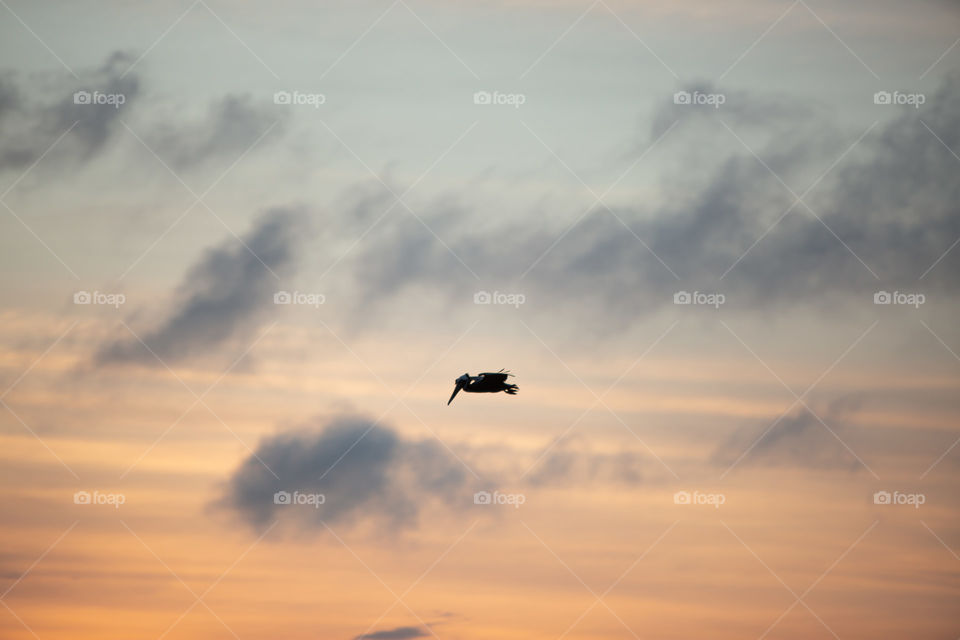 Pelican at sunset 